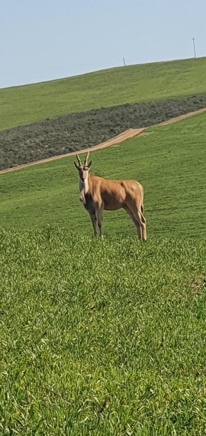 Melk Houte Bosch Manor House Lägenhet Swellendam Exteriör bild